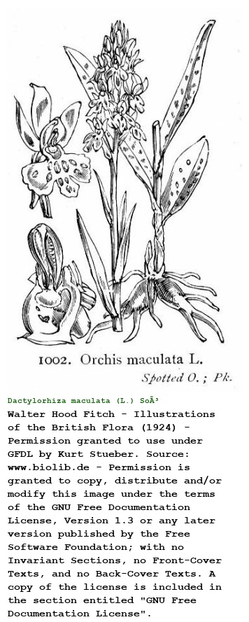 Dactylorhiza maculata (L.) SoÃ³